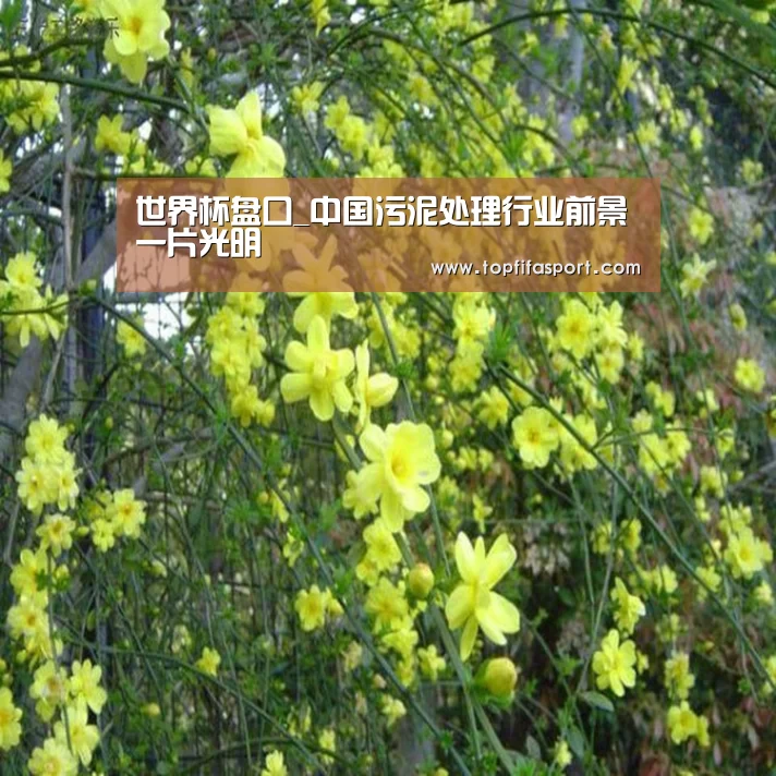球队分析